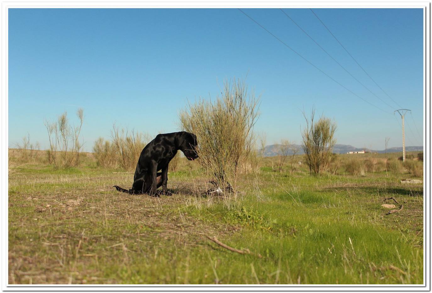 Musa, una de las perras del proyecto realiza un marcaje sobre una muestra