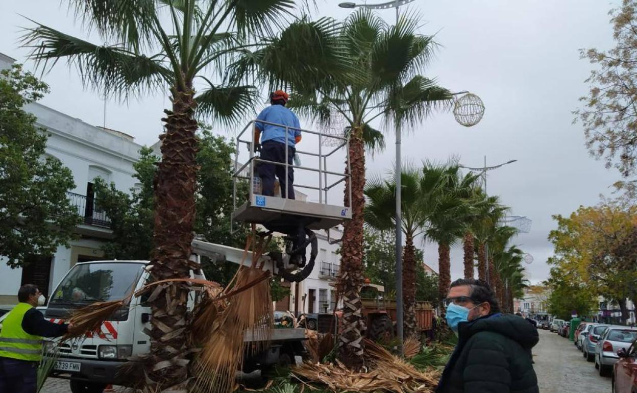 Los trabajadores del Ayuntamiento limpian las palmeras de la Carrera Grande