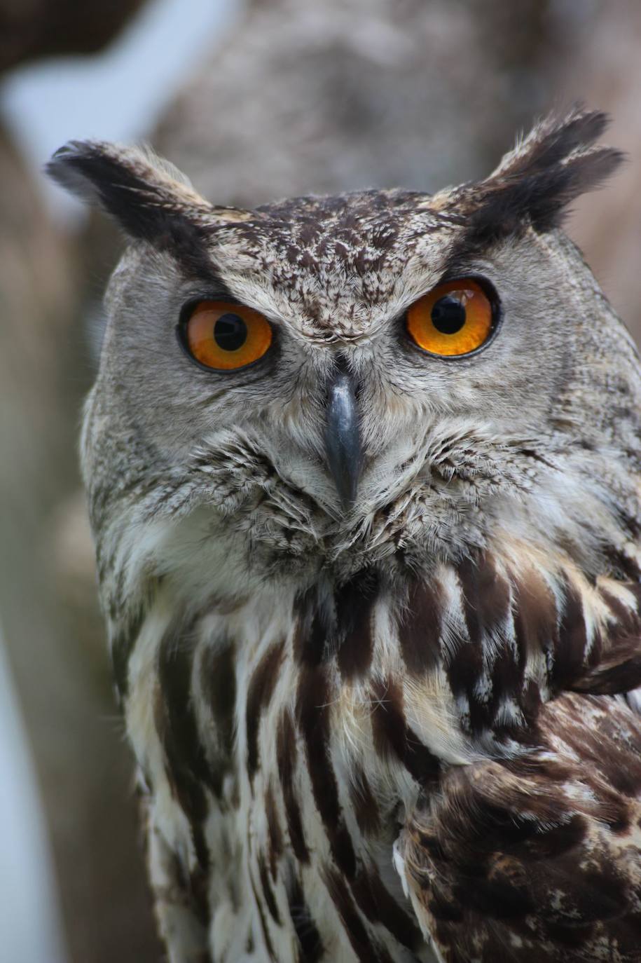 Fotos: AMUS, contra la caza ilegal