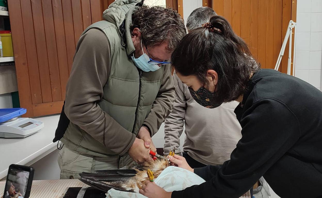 Un milano real atendido en AMUS 
