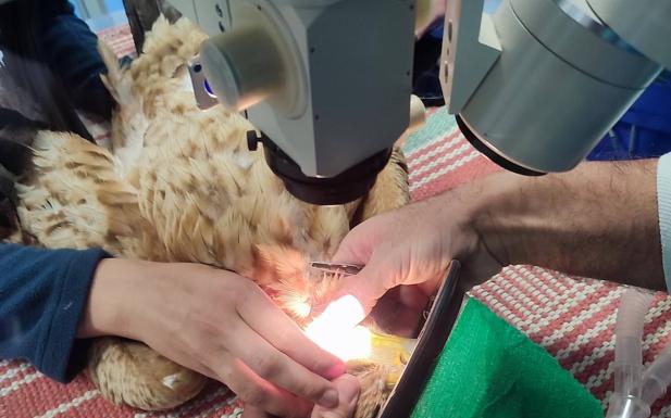 Examen oftalmológico en un ojo dañado 