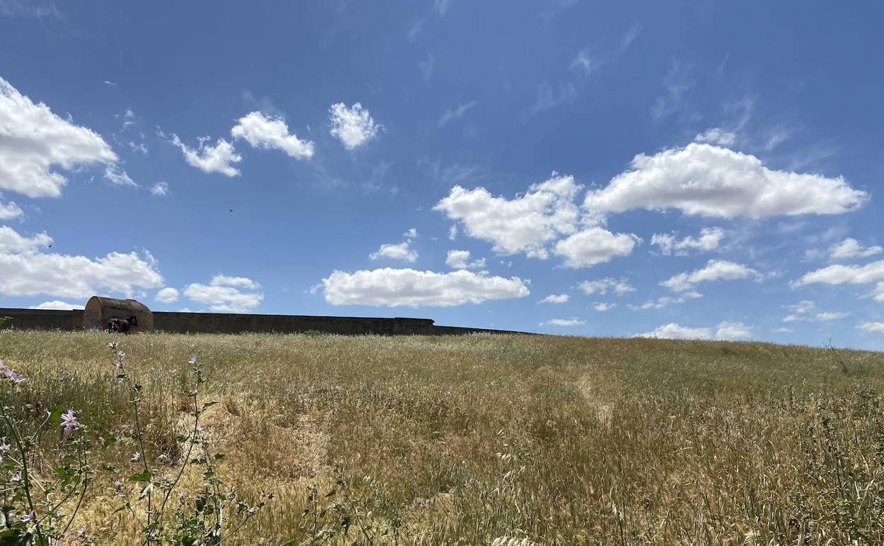 El Ayuntamiento solicita la limpieza de solares privados aledaños al casco urbano