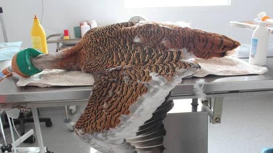 Tierra, la avutarda liberada en La Serena tras sobrevivir al cautiverio