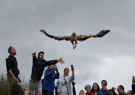 Liberación de Lluvia, ejemplar con una sola garra que se ha adaptado plenamente a vivir con este impedimento