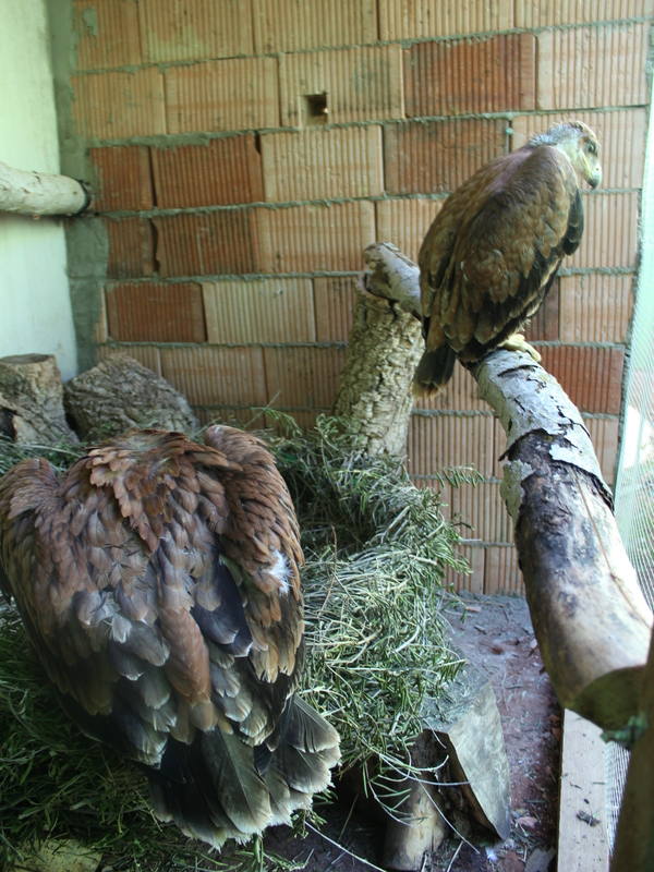 Amus recupera y libera ocho águilas imperiales en los últimos cuatro años