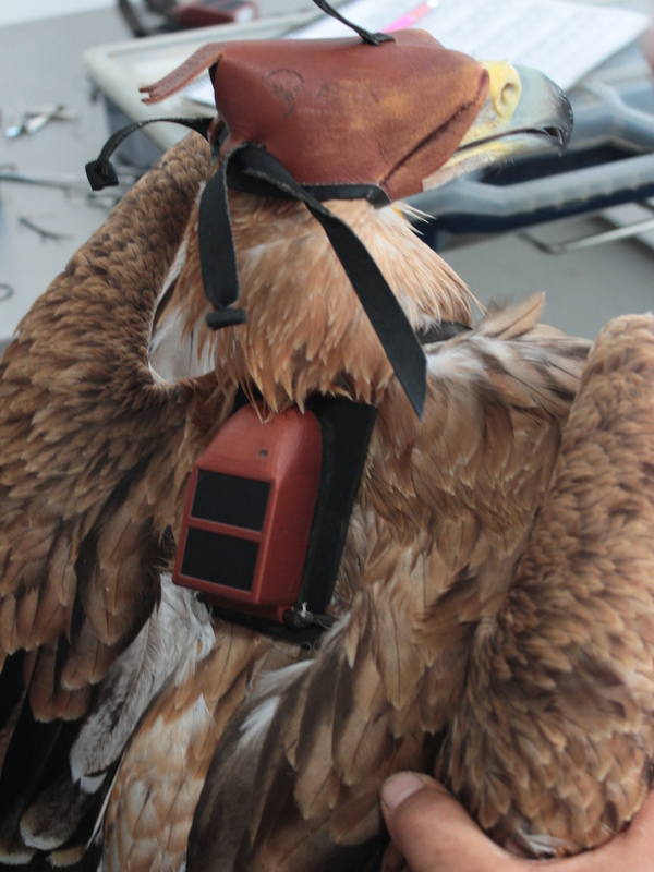 Amus recupera y libera ocho águilas imperiales en los últimos cuatro años