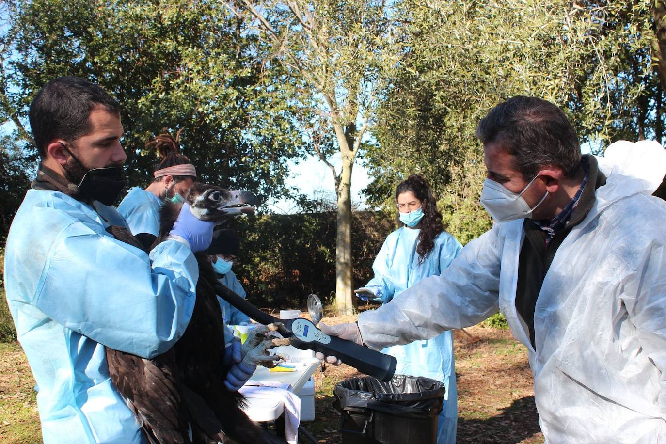 Momentos de revisiones por parte de los equipos veterinarios de AMUS y de las autoridades sanitarias autonómicas en un grupo de Buitres antes de marchar.