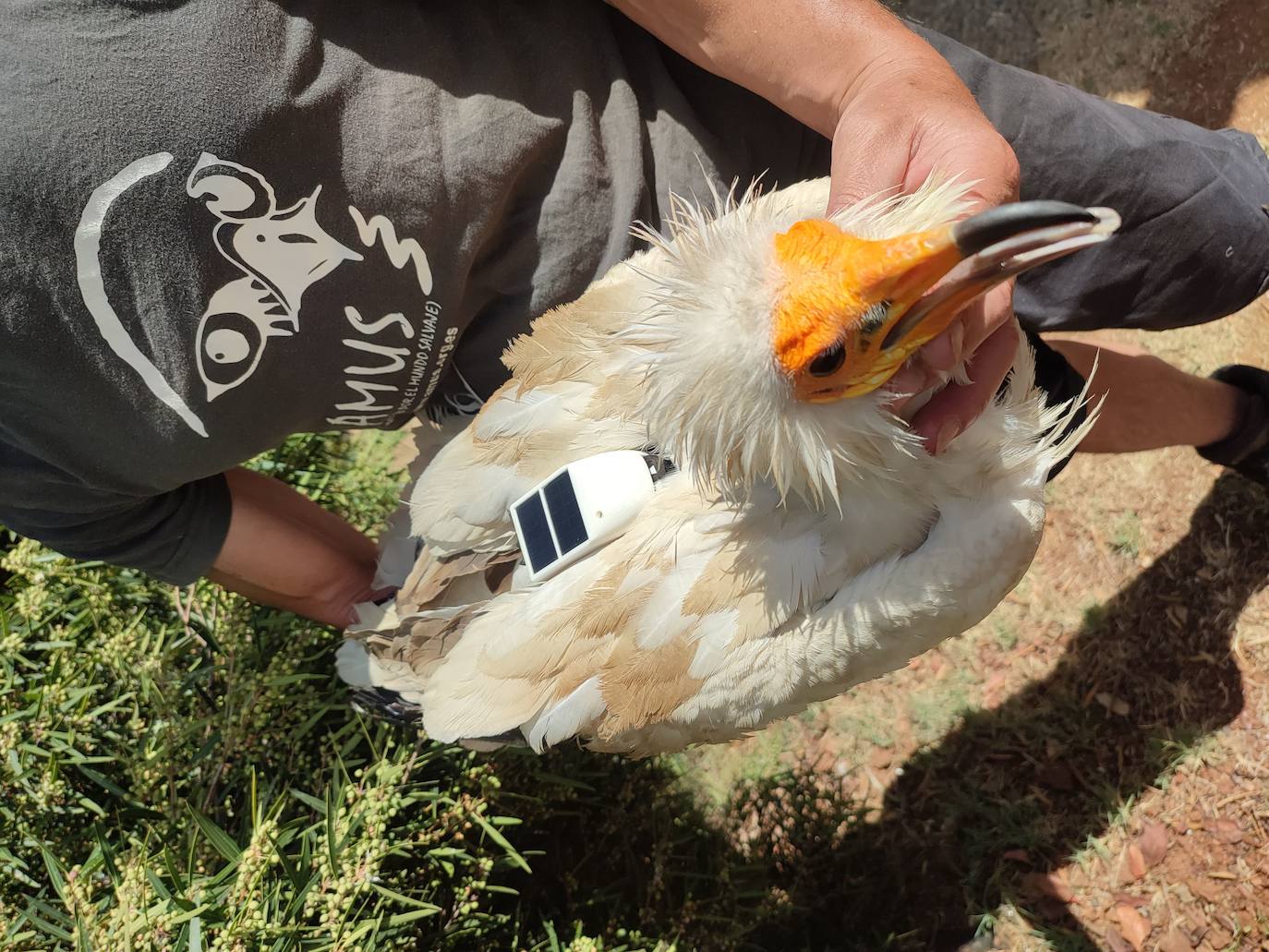 Un ejemplar de Alimoche adulto recuperado en AMUS y provisto de un emisor GPS para su seguimiento.