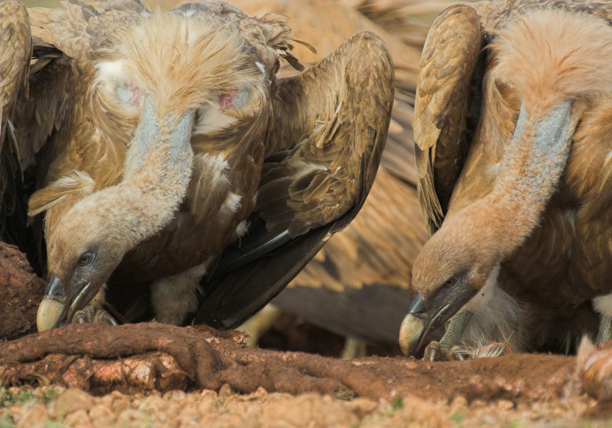 Detalle de dos ejemplares adultos de Buitre leonado.