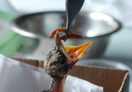 Momento en la ceba de un pollo de gorrión en el Hospital de fauna salvaje de AMUS.