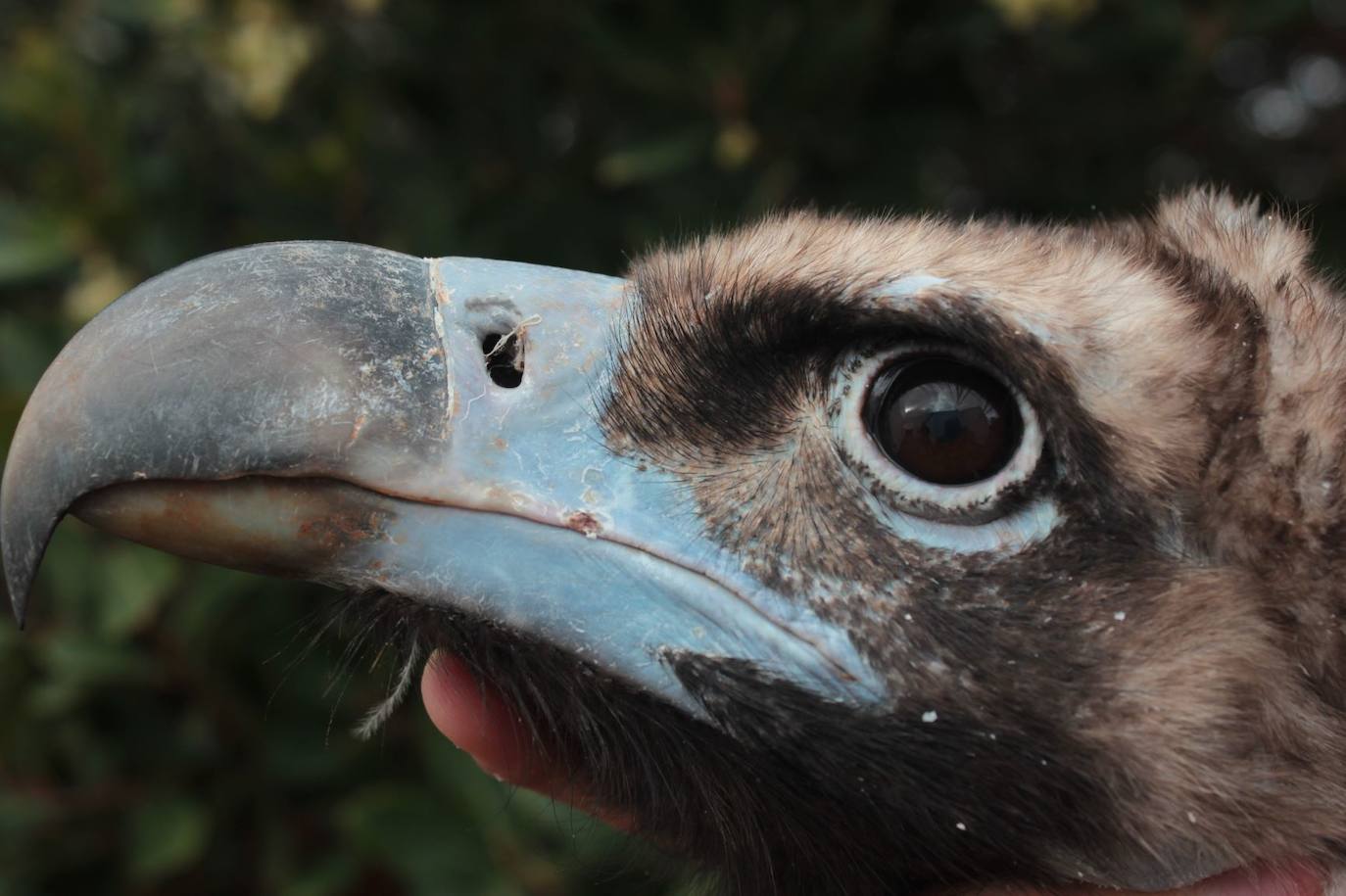 Primer plano de uno de estos ejemplares.