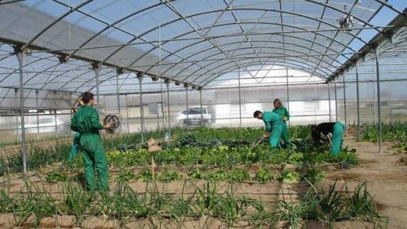Labores agrícolas desarrolladas en un CFMR de la región. 