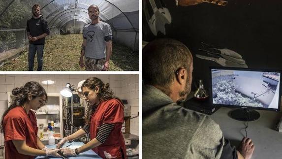 Arriba, Antonio Pinilla y Álvaro Guerrero en el cañón de vuelo ideado en AMUS. Abajo, Jara y María son las dos veterinarias que trabajan en el hospital de fauna salvaje de AMUS. A la derecha, el seguimiento de rapaces es por cámaras para no molestarlas. 