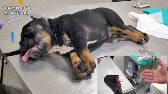 El perro sobre la mesa de operaciones de una sala quirúrgica en una clínica de Badajoz. 