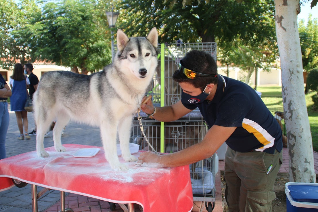 Participantes en el I Concurso Canino Nacional celebrado en Entrerríos. 