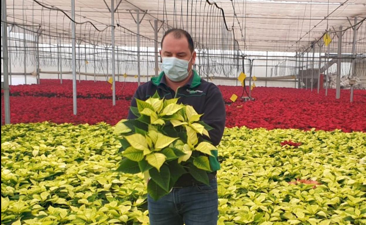 «La campaña para primavera arranca tras sacar la poinsettia»