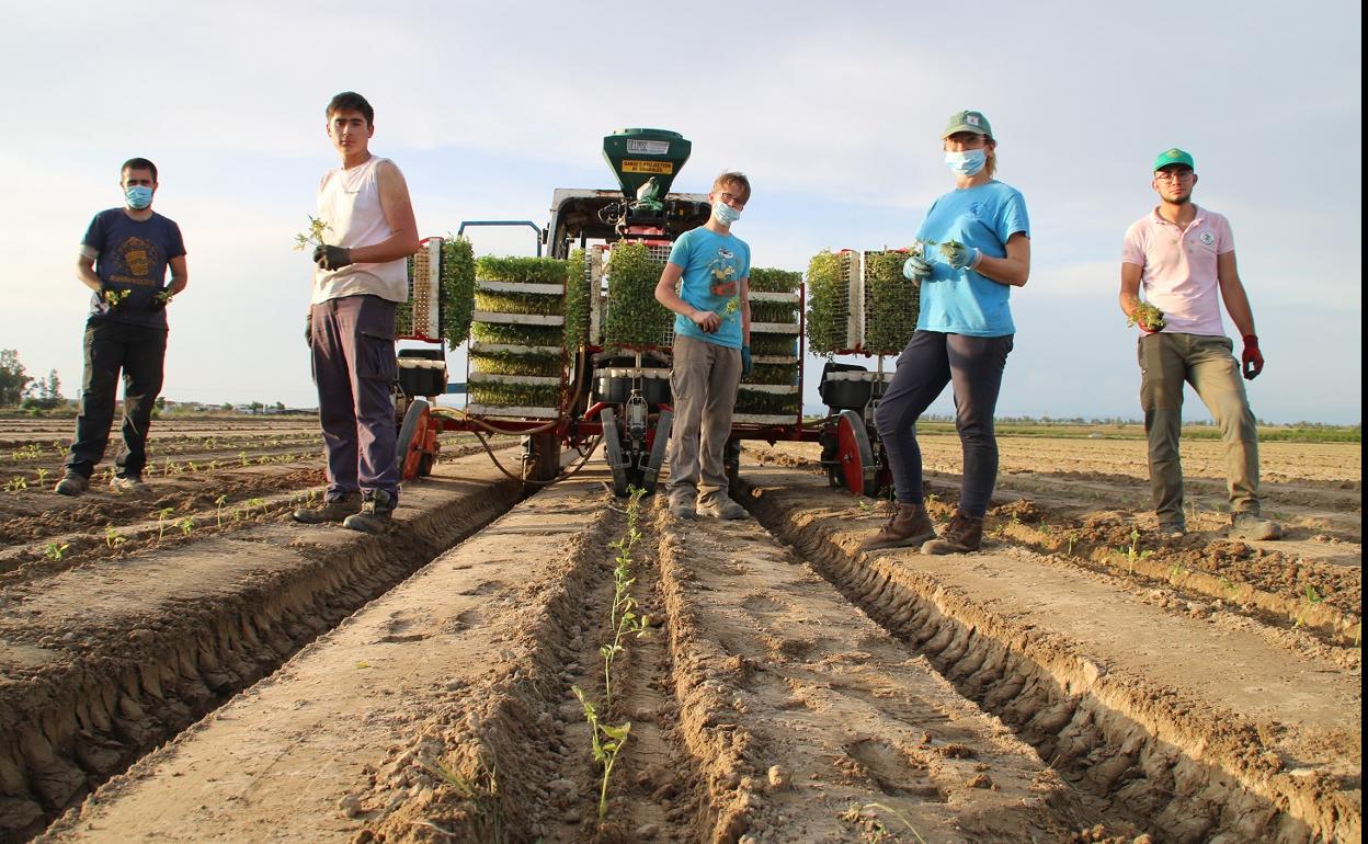 En pleno proceso de plantación del tomate durante la pasada campaña. 