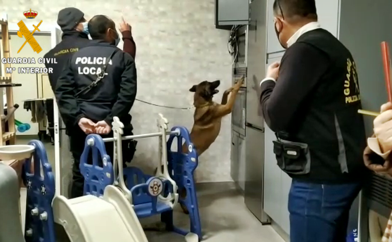 Inspección en uno de los inmuebles, con perros adiestrados para la búsqueda de droga. 