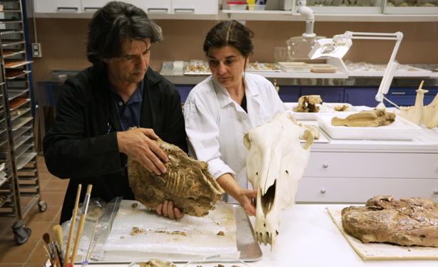 Trabajos en laboratorio con algunos de los esqueletos encontrados en el yacimiento. 