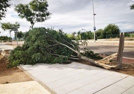 Árbol que ha resultado dañado en la avenida Adolfo Suárez durante este episodio de fuerte lluvia y viento.