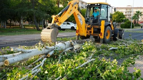 El Ayuntamiento retira los chopos de la avenida Dulce Chacón