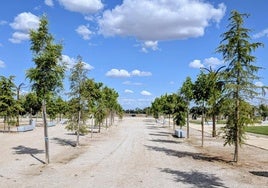 El Ayuntamiento siembra casi 5.000 árboles y plantas en diversas zonas