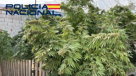 La Policía Nacional desmantela una plantación de marihuana en un patio