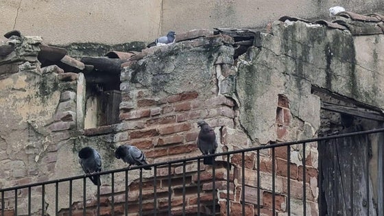 Nueva licitación para el control de palomas en la localidad