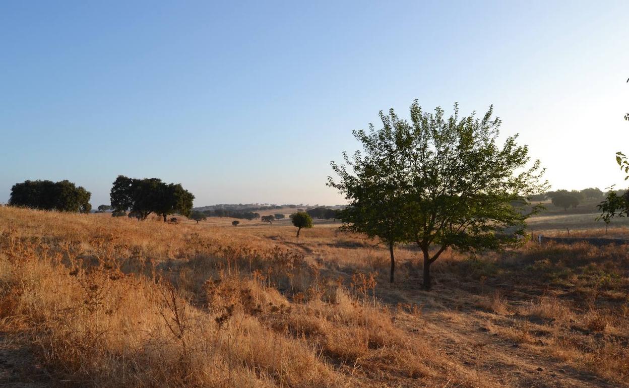 Campo de Villanueva del Fresno.