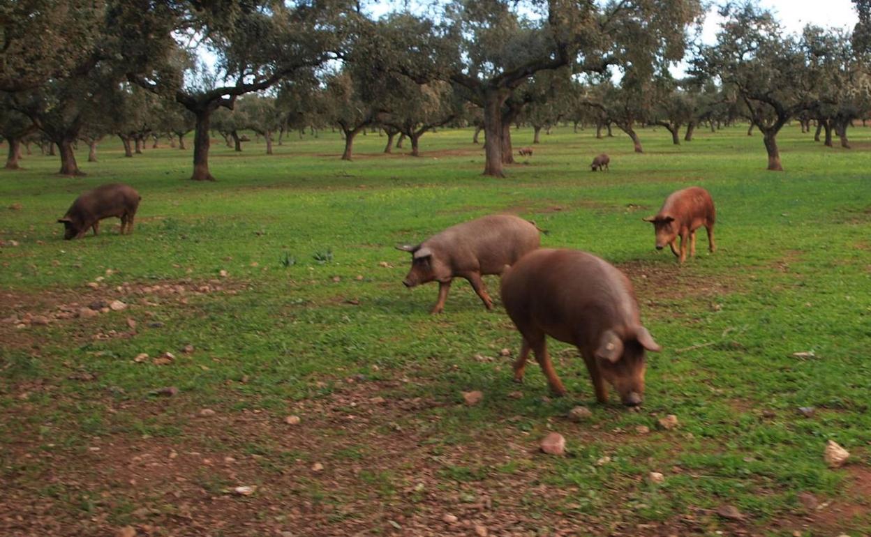 Cerdos ibéricos en la montanera villanovense.