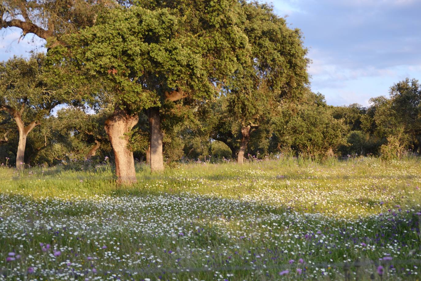 Dehesa villanovense.