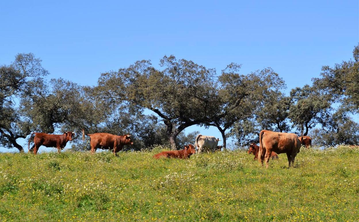 Ganado vacuno en Villanueva del Fresno.