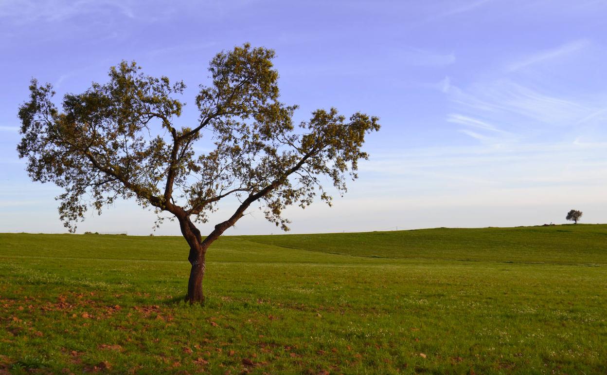 Imagen de un campo de Villanueva.