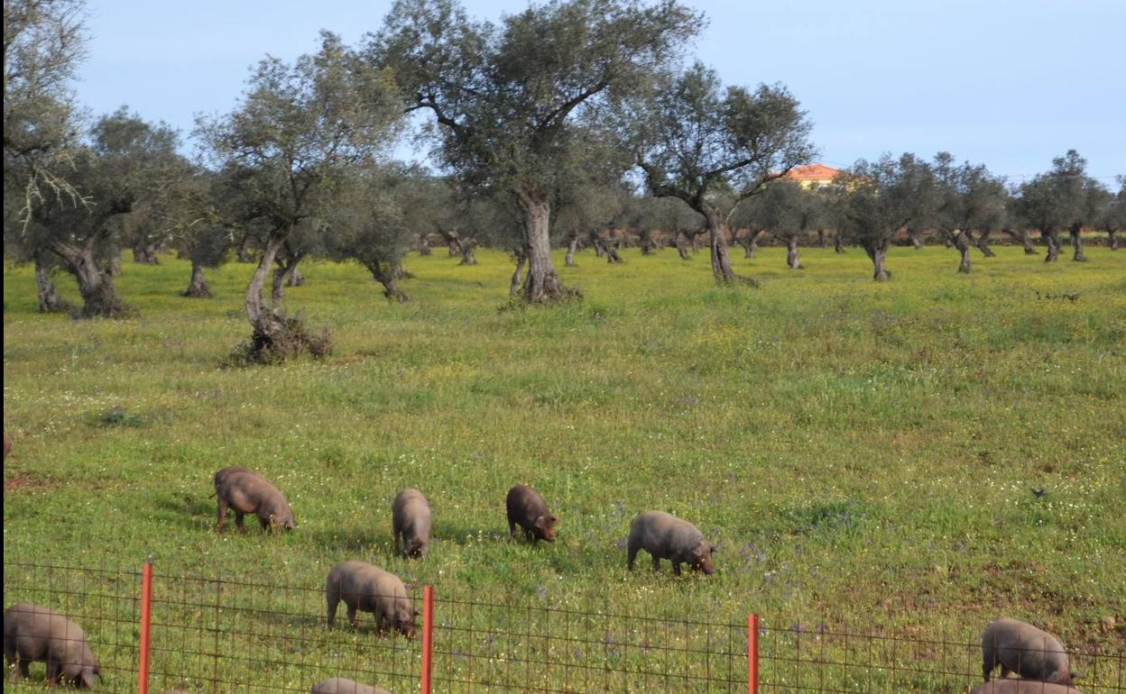 Piara de cerdos en la localidad.