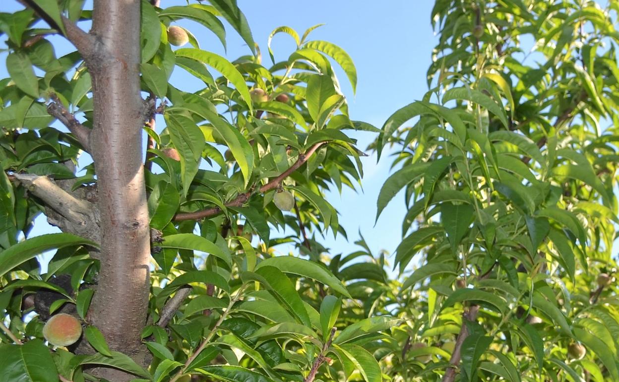 Detalle de un árbol frutal.