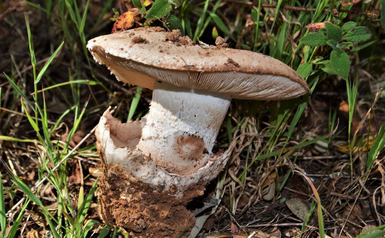 Amanita ponderosa, gurumelo local.