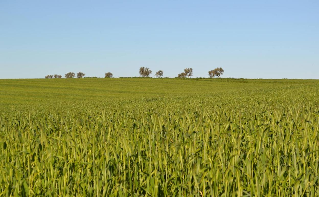 Sembrado en el campo.