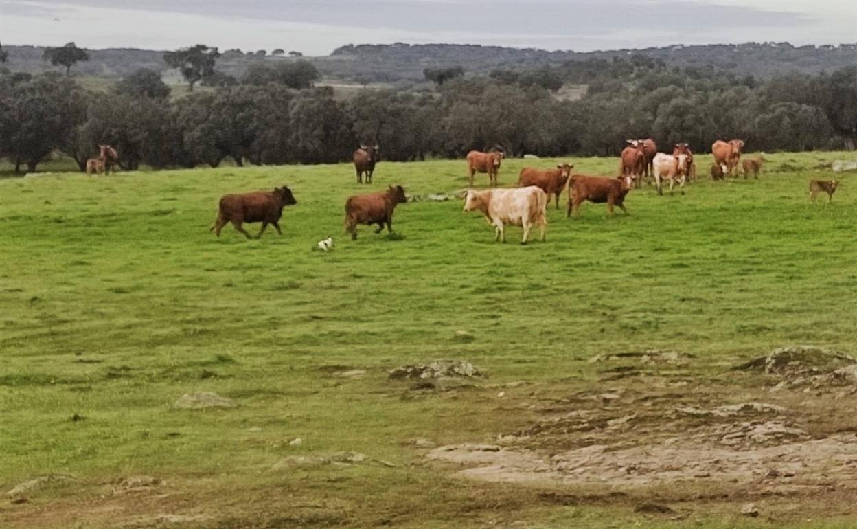 Vacas en el campo villanovense.