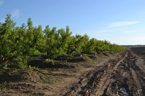 Las acciones de los frutales y placas bajan a 25 euros debido a la disminución de parcelas sembradas