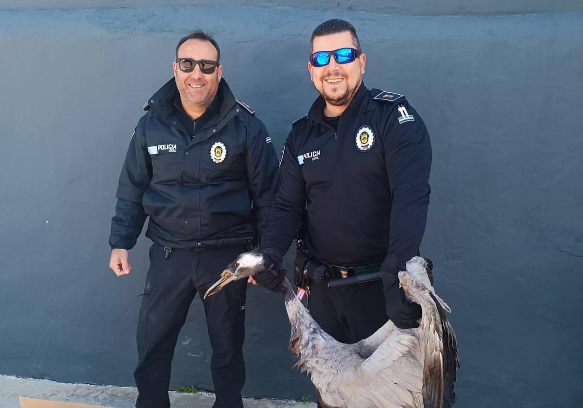 La Policía Local rescató una grulla que fue derivada al Hospital de AMUS