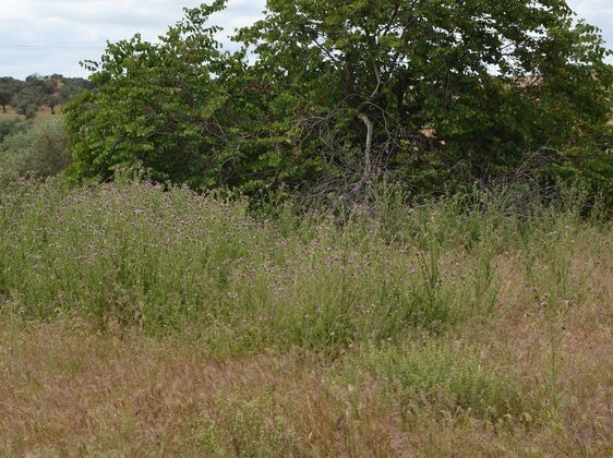 La Policía Local recuerda la obligatoriedad de mantener limpios los solares y corrales
