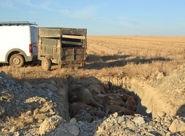 Una de las primeras fosas para depositar ovejas muertas.