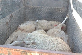 Ovejas muertas en los Bienes Comunales por lengua azul.