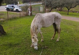 el animal ha sido rescatado en un estado de desnutrición severa.