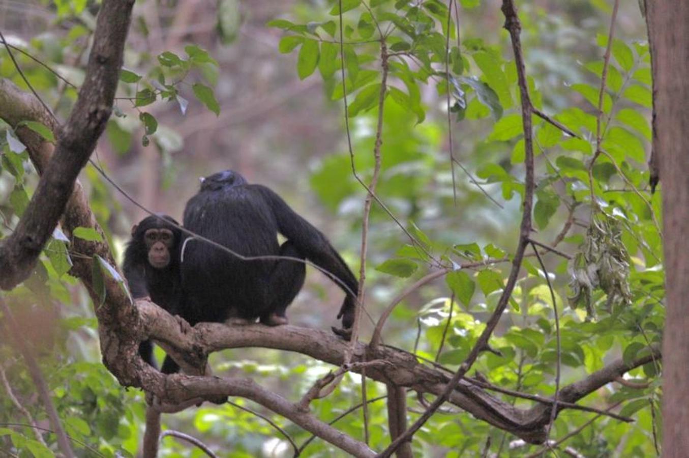 Un extremeño entre chimpancés