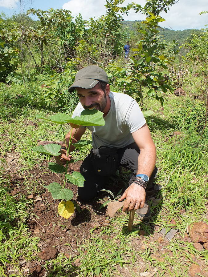 Labores de reforestación