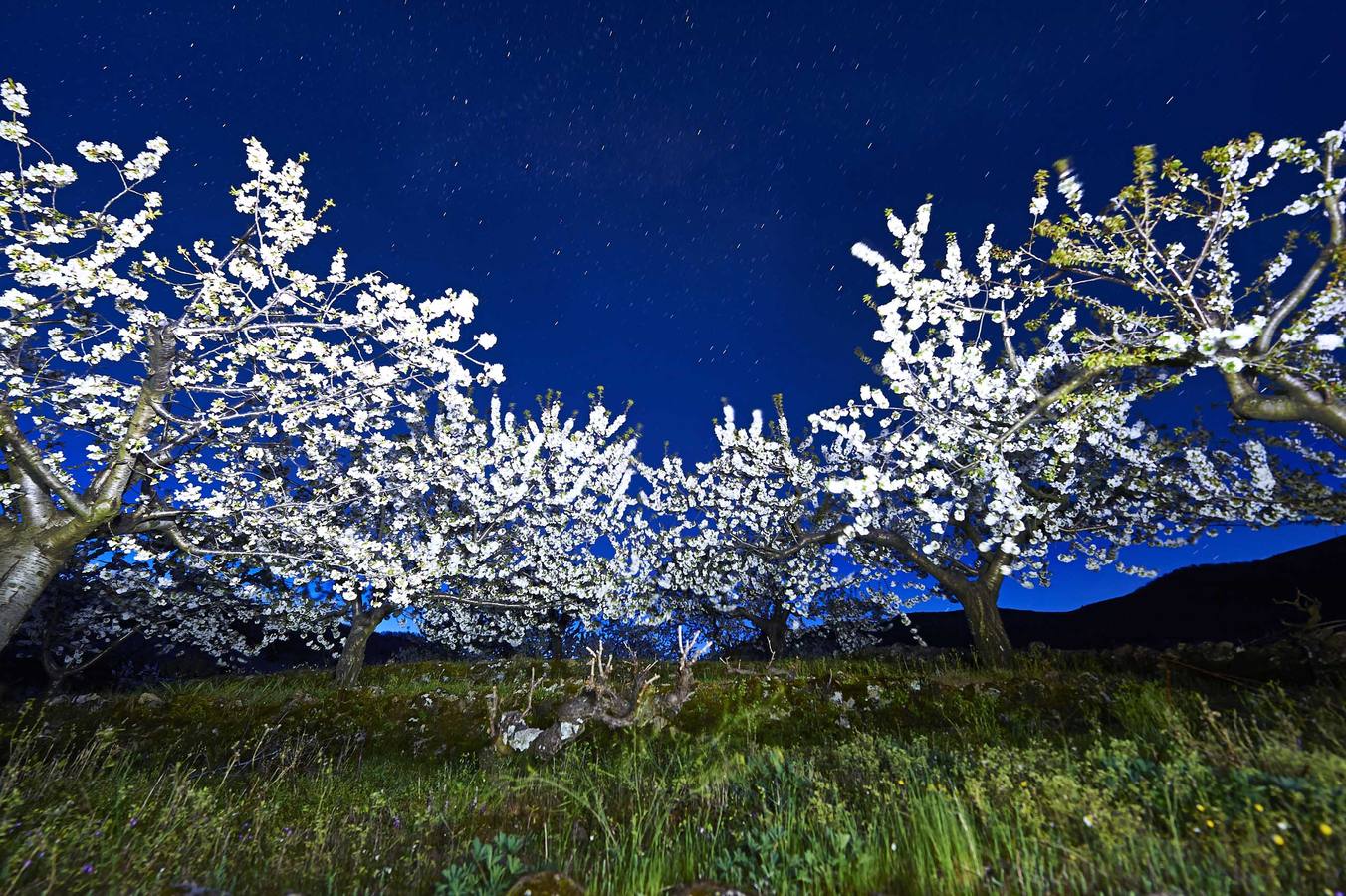 Cerezos en la noche