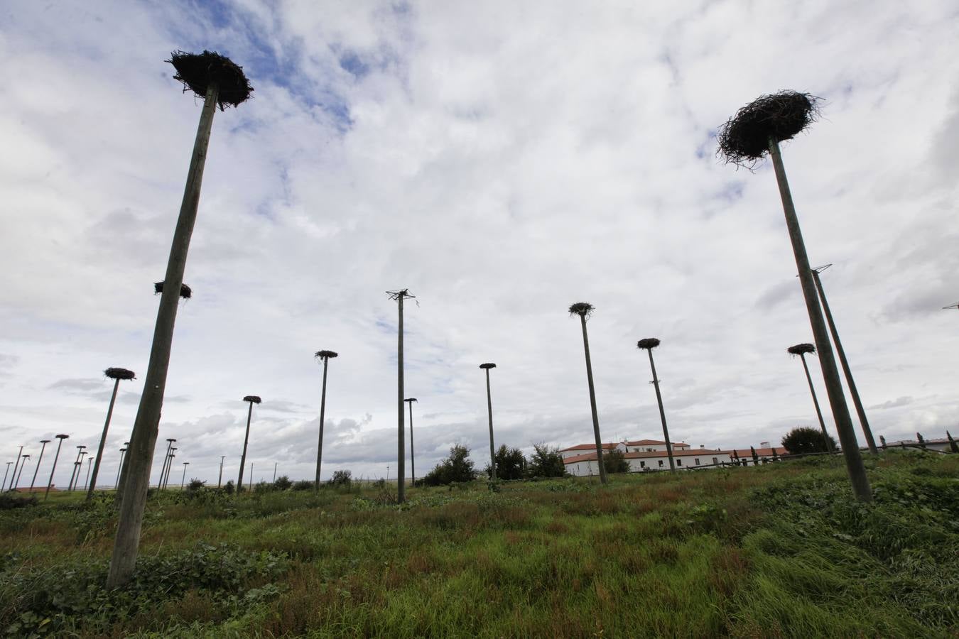 Lunes, 3 de noviembre. La construcción del aeródromo de Cáceres, choca de lleno con una colonia de cigüeñas blancas en las inmediaciones del hotel Fontecruz, casi al lado de la carretera N-521 (Cáceres-Valencia de Alcántara) y a solo unos metros de la futura pista de despegue. La seguridad aparece en primer término para explicar la decisión adoptada por la Dirección General de Transportes, promotor del aeródromo de uso restringido. Fotografía: Lorenzo Cordero