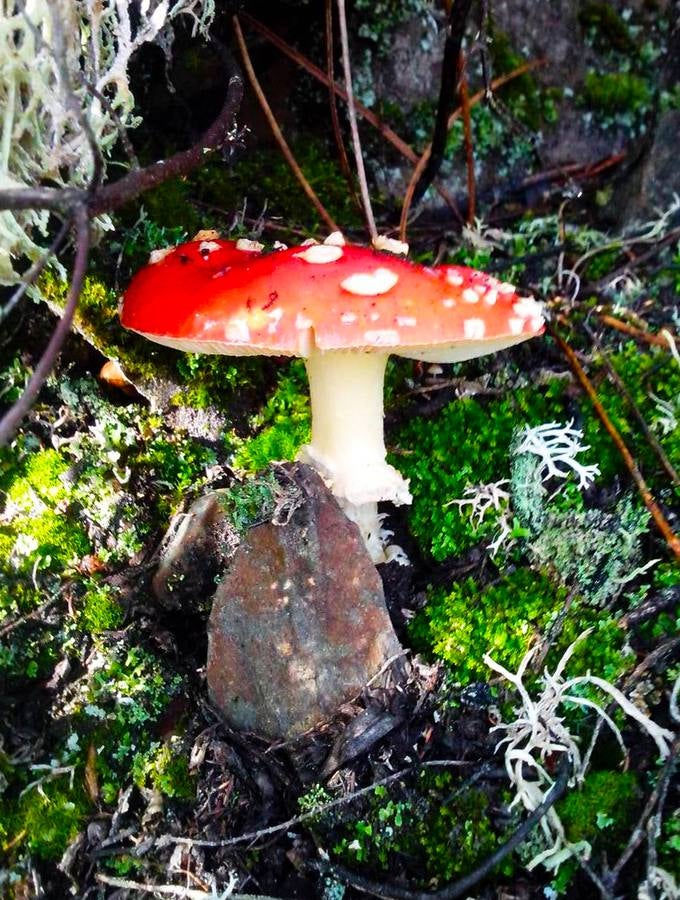 Las lluvias otoñales dan fuerza al Chorrituelo de Ovejuela