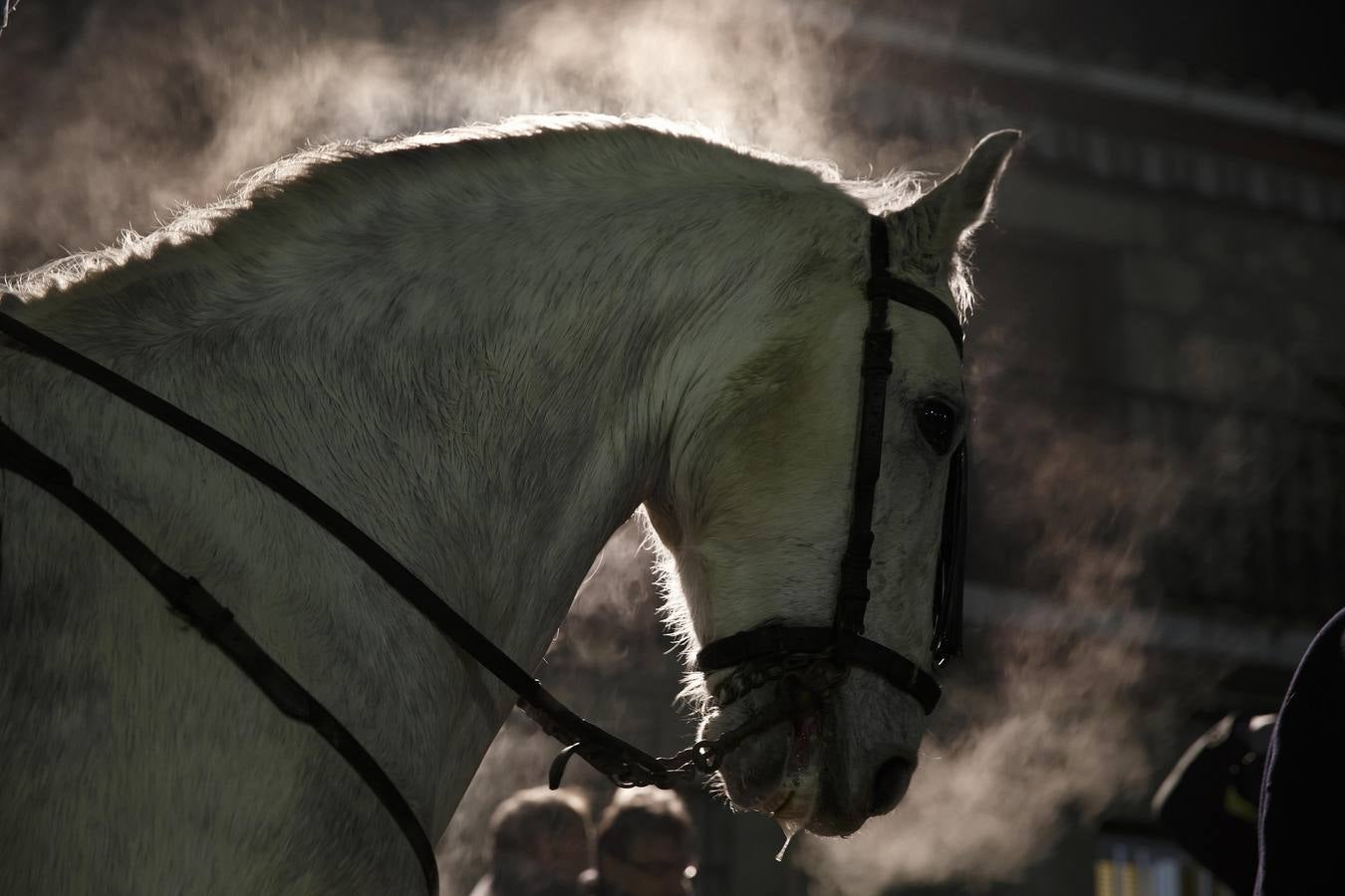 Sábado, 17 de enero: La pequeña localidad abulense de San bartolomé de Pinares volvió a vivir una noche mágica, sumergida bajo una espesa nube de humo que sirvió para purificar al centenar de caballos que pasó por la veintenas de luminarias distribuidadas por las empinadas calles del pueblo. Fotografia: Juan Medina / Reuters